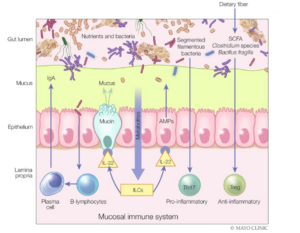 Mucosal Immune System Diagram
