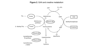 GAA and creatine metabolism