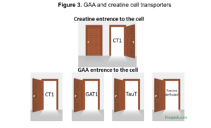 GAA and creatine cell transporters